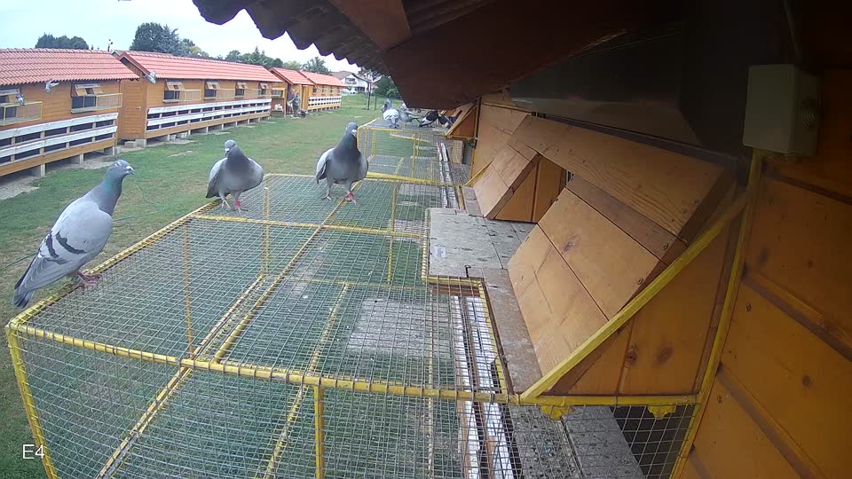 Pigeon Arrival Image For Race Race 3