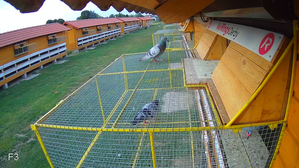 Pigeon Arrival Image For Race Race 4