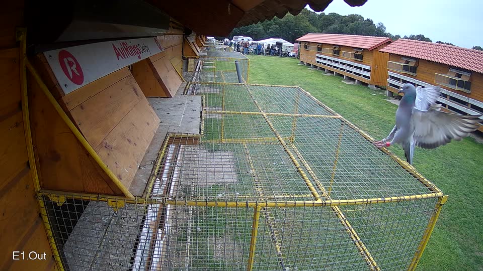 Pigeon Arrival Image For Race Final race 3