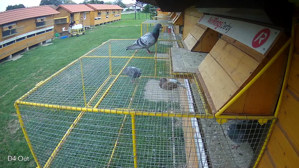Pigeon Arrival Image For Race Final race 1