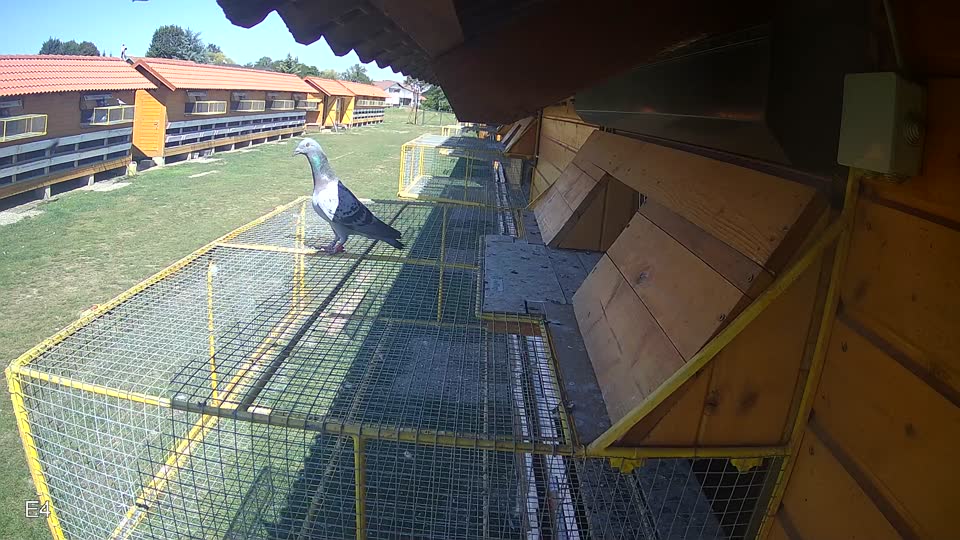 Pigeon Arrival Image For Race Race 5