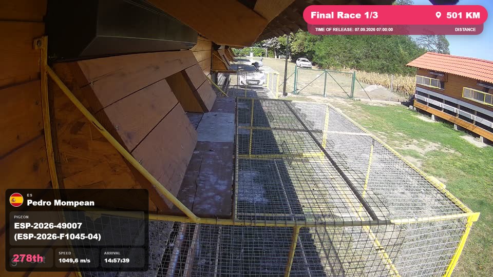 Pigeon Arrival Image For Race Final Race 1/3