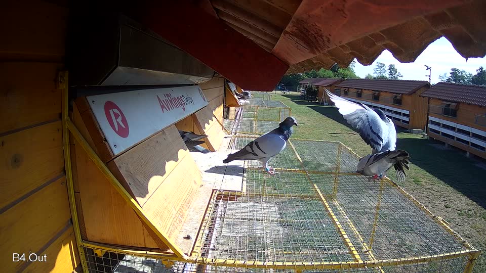 Pigeon Arrival Image For Race Race 2