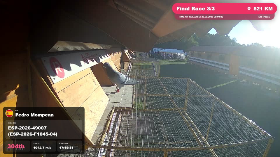 Pigeon Arrival Image For Race Final Race 3/3