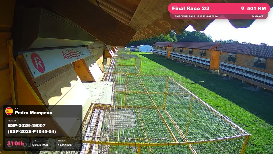 Pigeon Arrival Image For Race Final Race 2/3