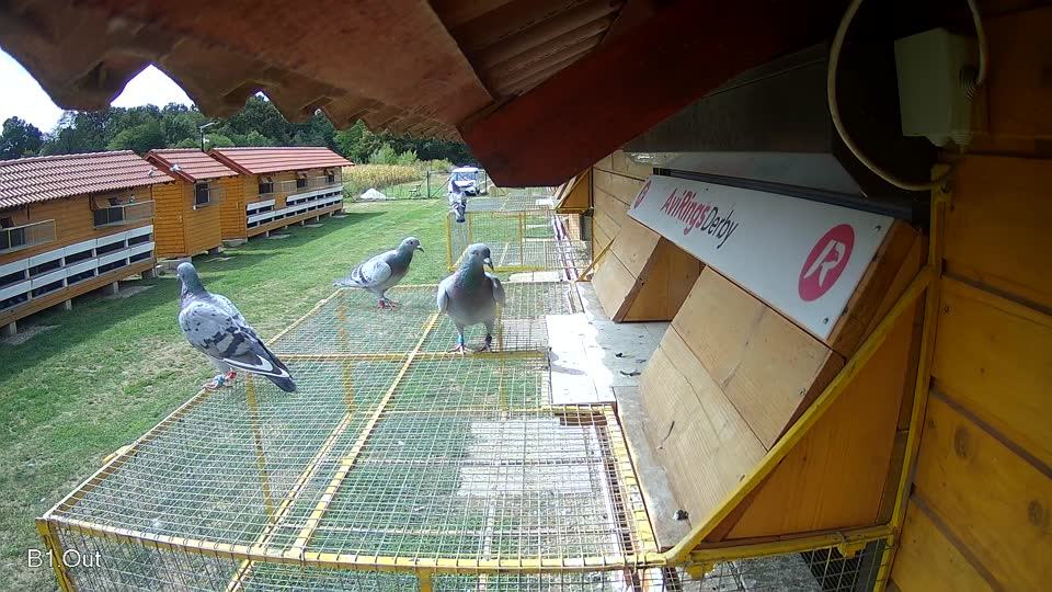 Pigeon Arrival Image For Race Race 4