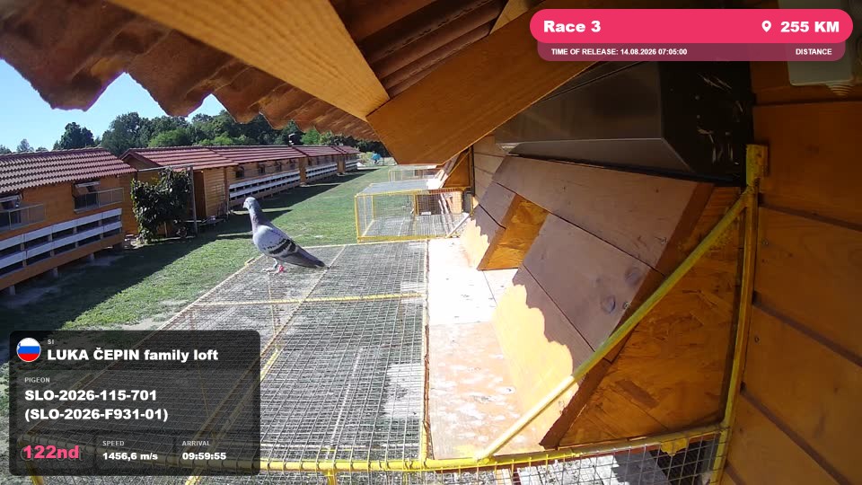 Pigeon Arrival Image For Race Race 3