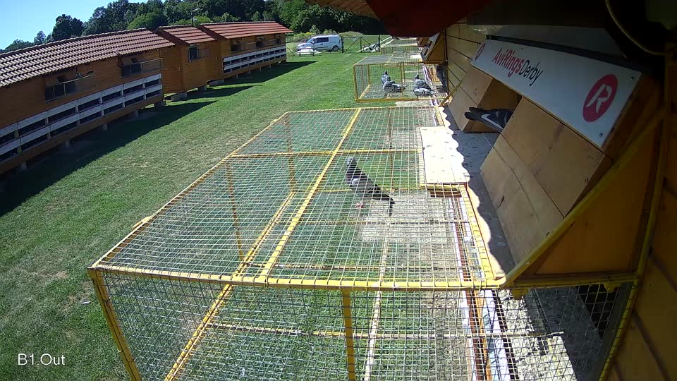 Pigeon Arrival Image For Race Race 2