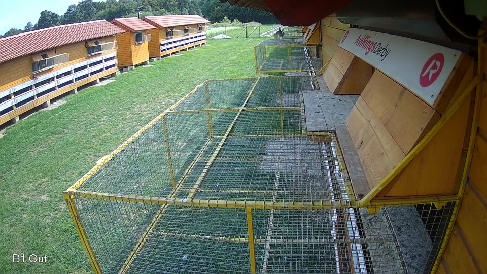 Pigeon Arrival Image For Race Race 6