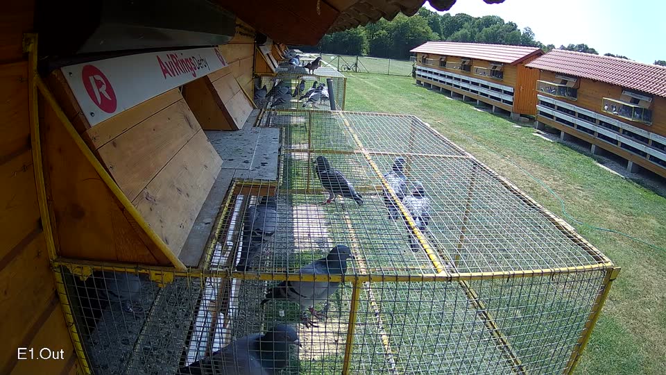 Pigeon Arrival Image For Race Race 3