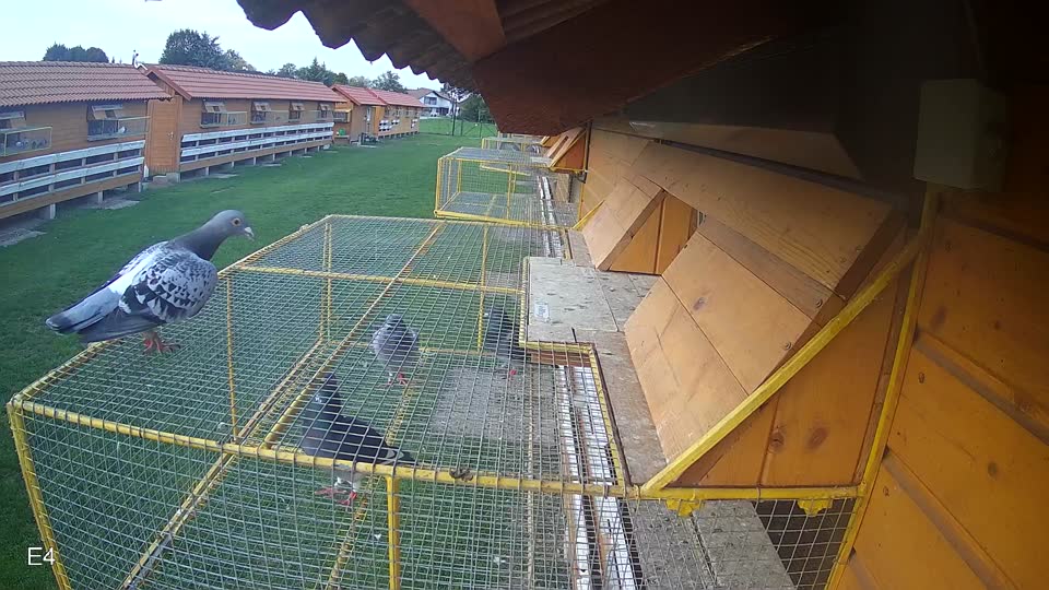 Pigeon Arrival Image For Race Final race 2