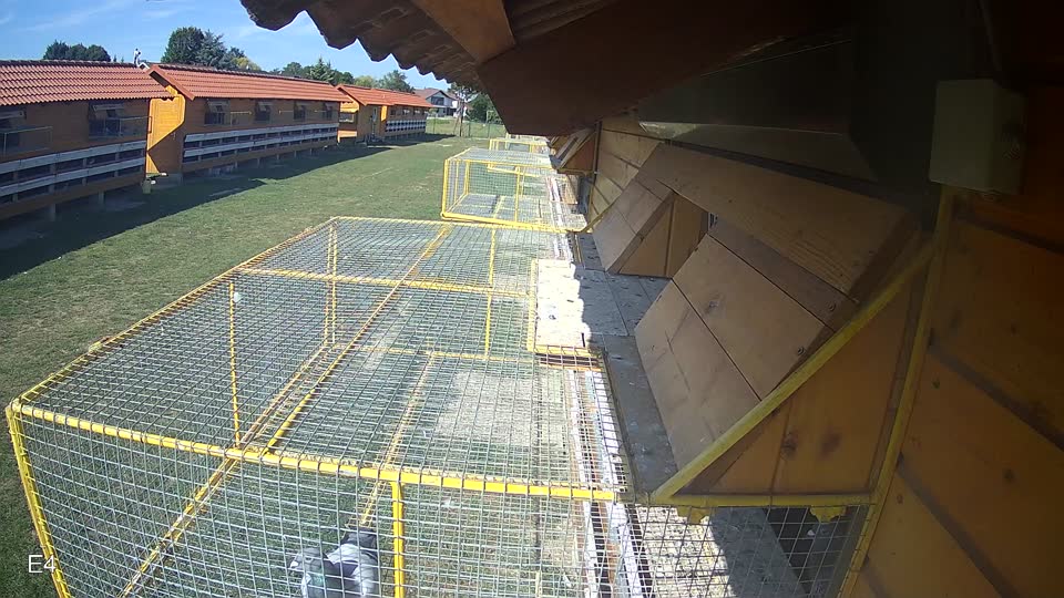 Pigeon Arrival Image For Race Race 5