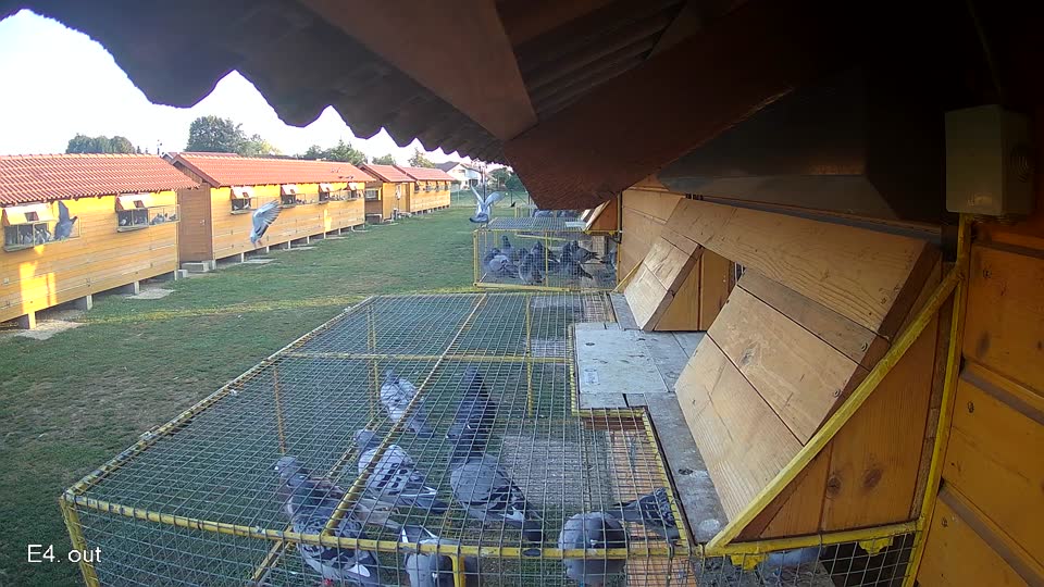 Pigeon Arrival Image For Race Race 5