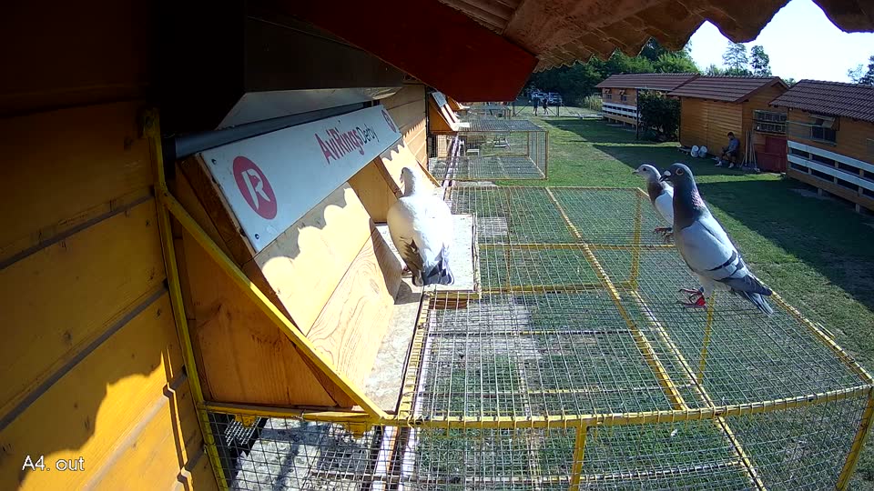 Pigeon Arrival Image For Race Race 1