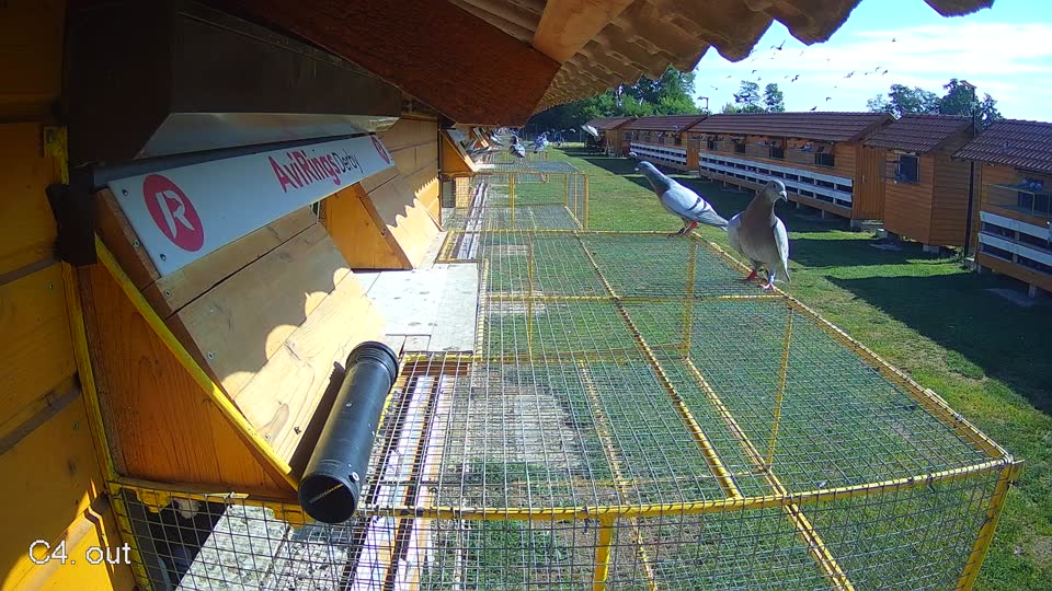 Pigeon Arrival Image For Race Race 2