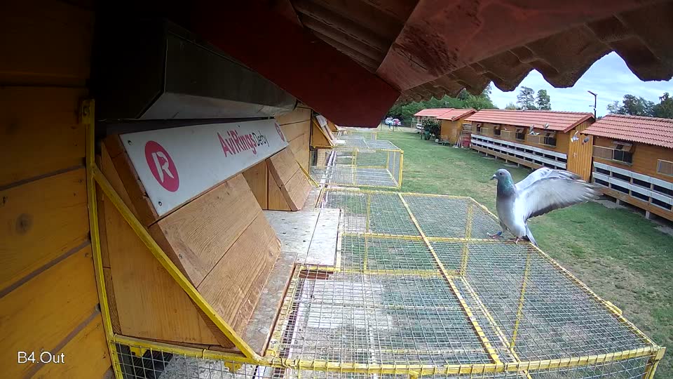 Pigeon Arrival Image For Race Race 4
