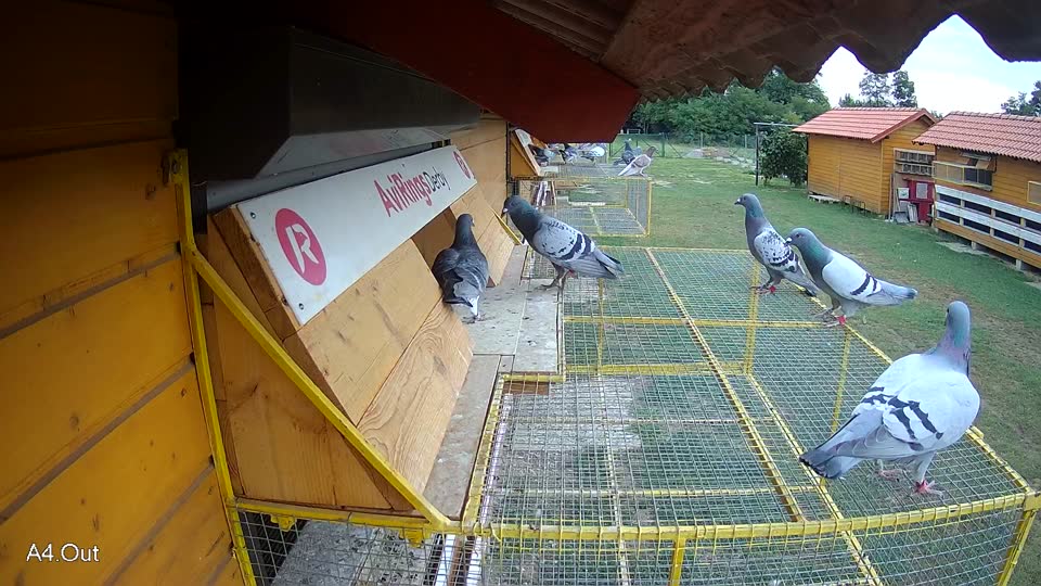 Pigeon Arrival Image For Race Race 3