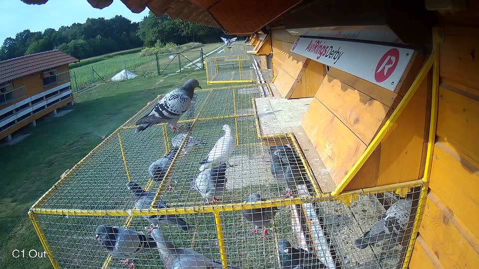Pigeon Arrival Image For Race Race 4