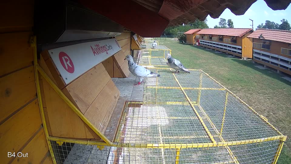 Pigeon Arrival Image For Race Race 4