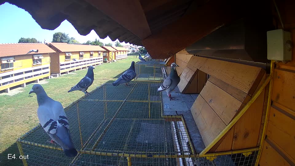 Pigeon Arrival Image For Race Race 2
