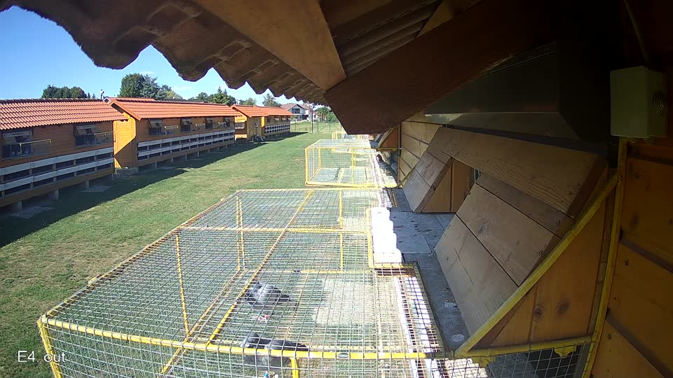 Pigeon Arrival Image For Race Race 4