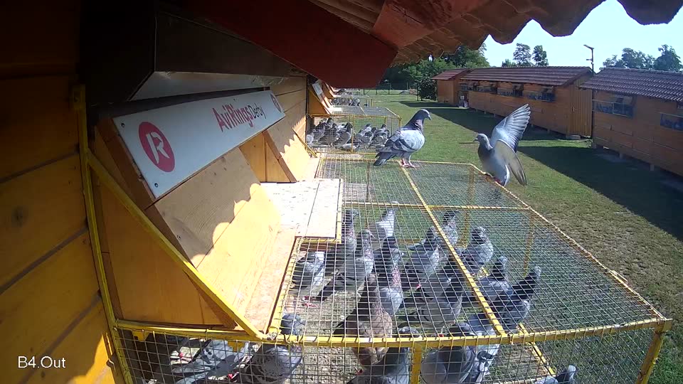 Pigeon Arrival Image For Race Race 3