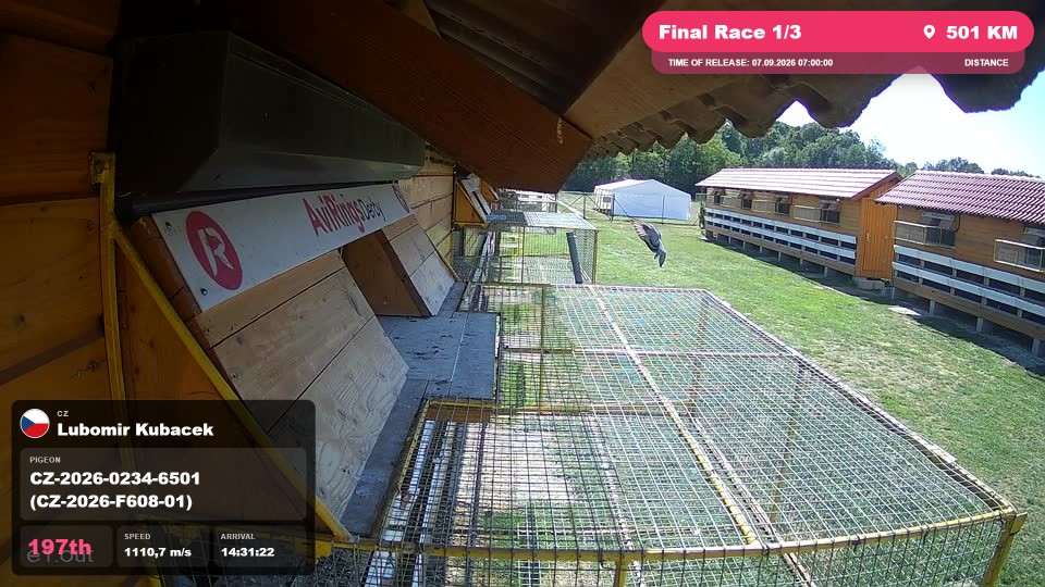 Pigeon Arrival Image For Race Final Race 1/3