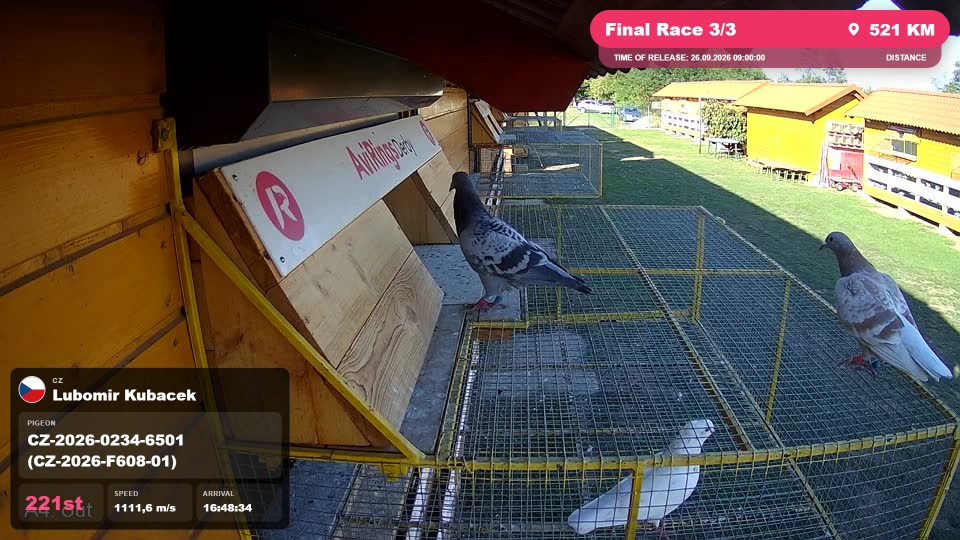 Pigeon Arrival Image For Race Final Race 3/3