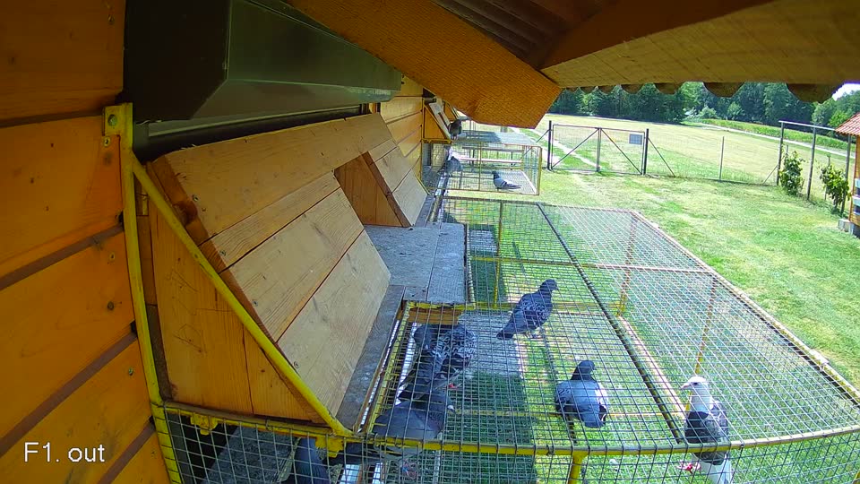 Pigeon Arrival Image For Race Race 1