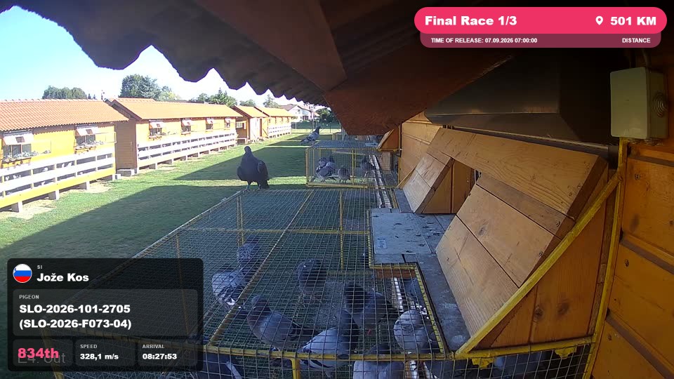 Pigeon Arrival Image For Race Final Race 1/3