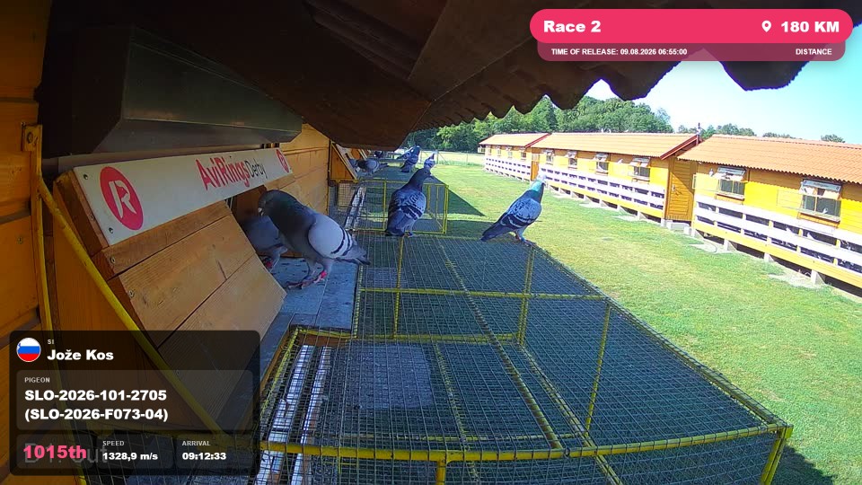 Pigeon Arrival Image For Race Race 2