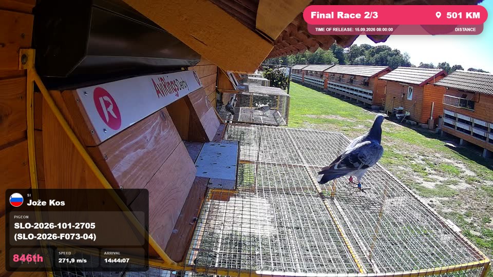 Pigeon Arrival Image For Race Final Race 2/3