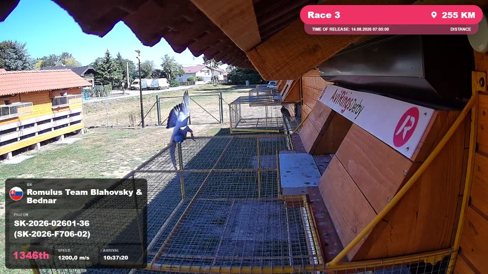 Pigeon Arrival Image For Race Race 3