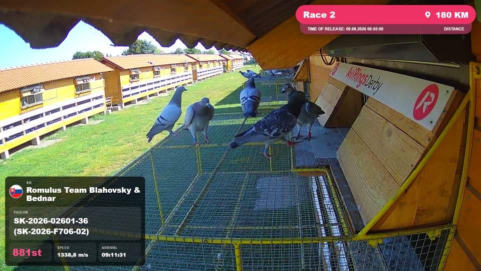 Pigeon Arrival Image For Race Race 2
