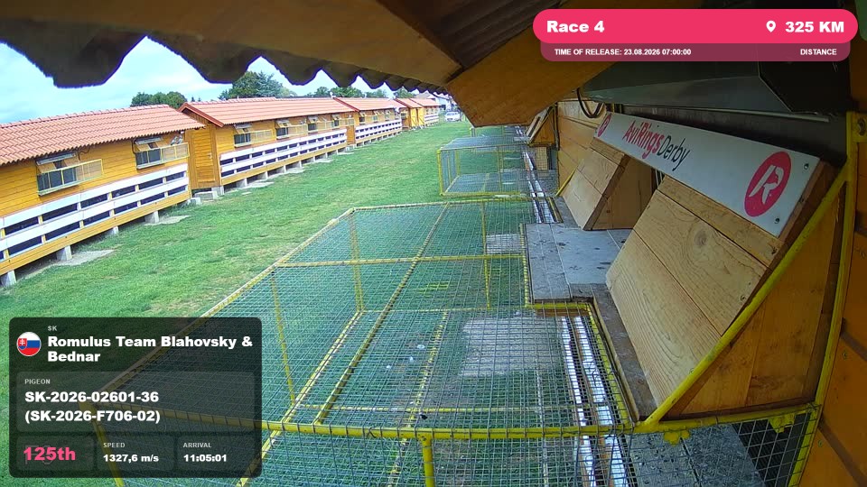 Pigeon Arrival Image For Race Race 4
