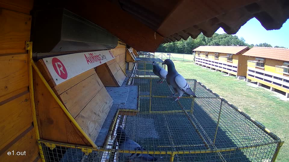 Pigeon Arrival Image For Race Race 3