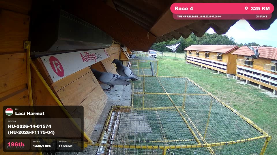 Pigeon Arrival Image For Race Race 4