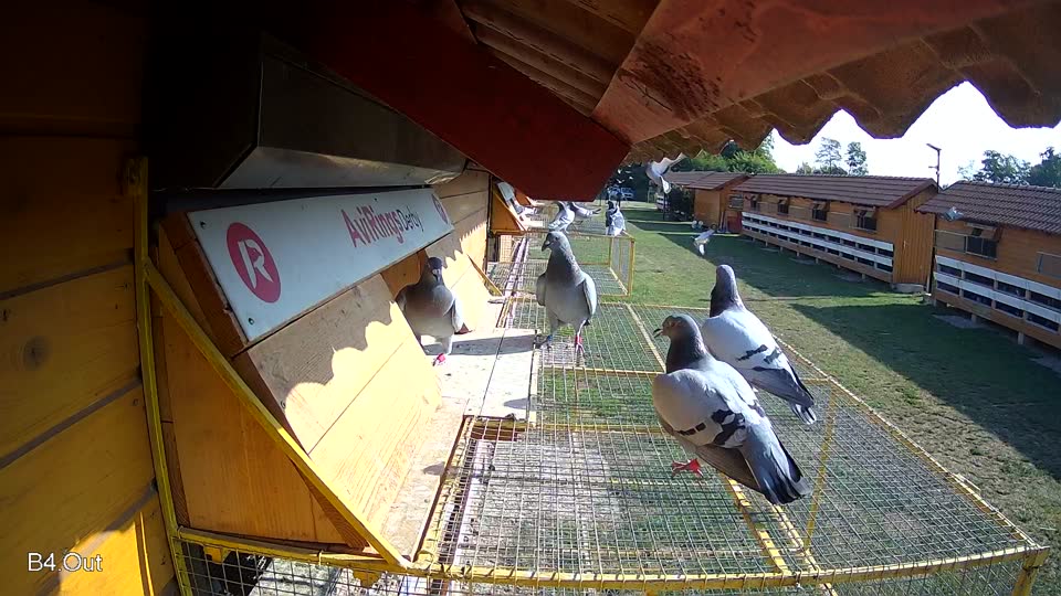 Pigeon Arrival Image For Race Race 1