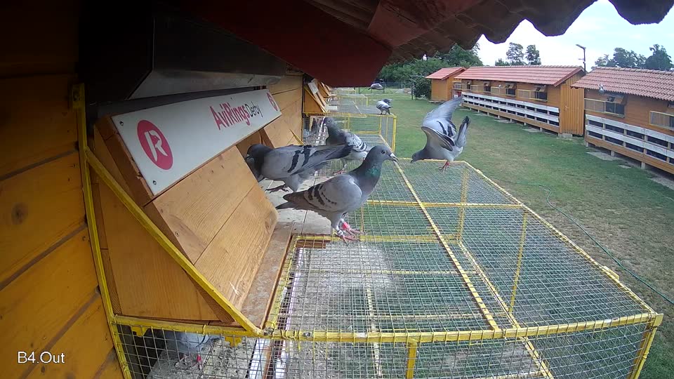 Pigeon Arrival Image For Race Race 3