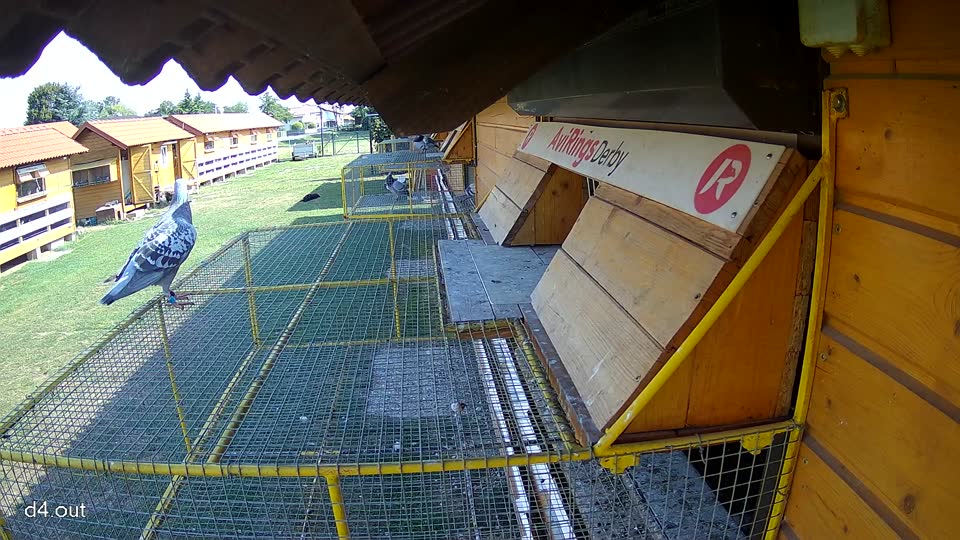 Pigeon Arrival Image For Race Race 1