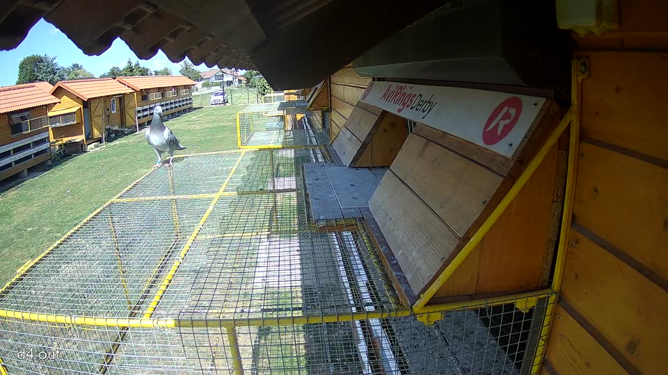 Pigeon Arrival Image For Race Race 5