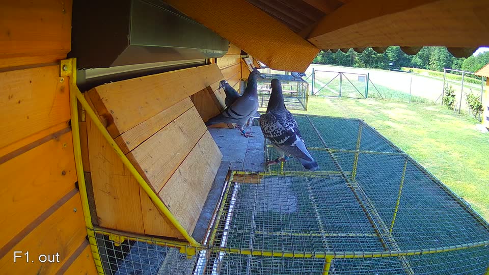 Pigeon Arrival Image For Race Race 2