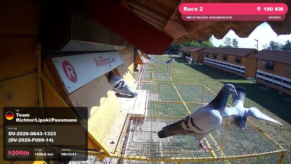 Pigeon Arrival Image For Race Race 2