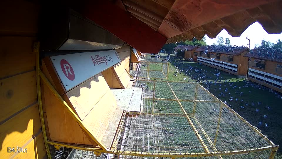 Pigeon Arrival Image For Race Race 1