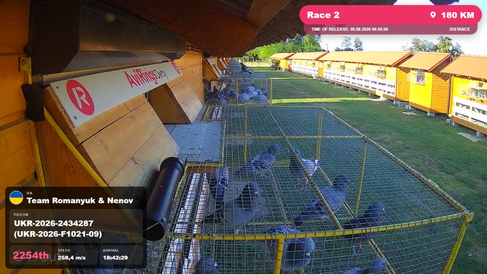 Pigeon Arrival Image For Race Race 2