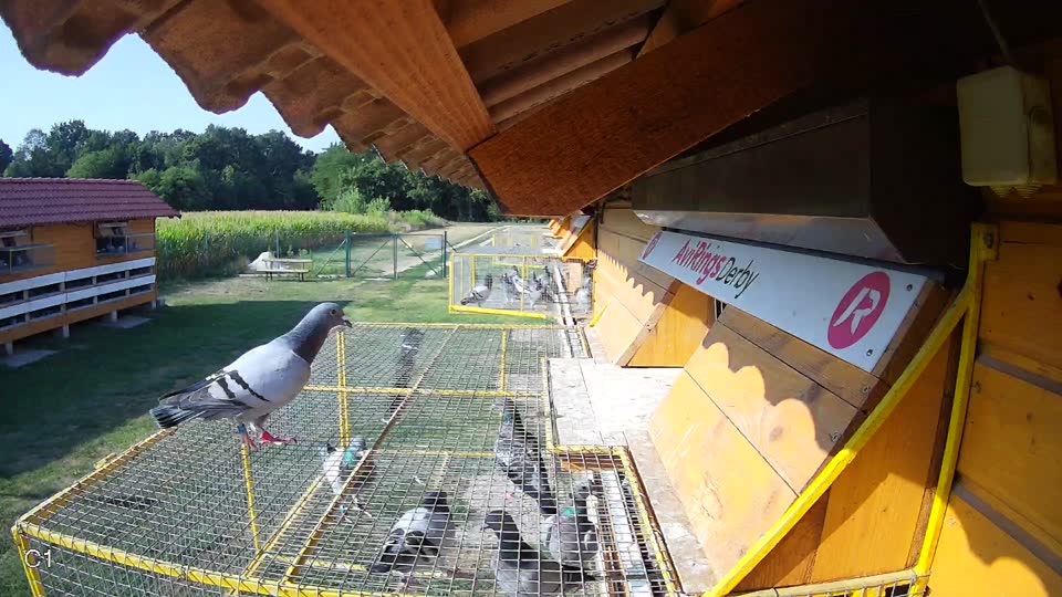 Pigeon Arrival Image For Race Race 1