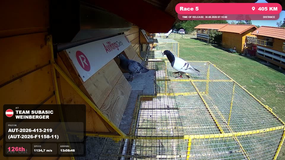 Pigeon Arrival Image For Race Race 5