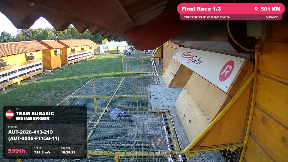 Pigeon Arrival Image For Race Final Race 1/3
