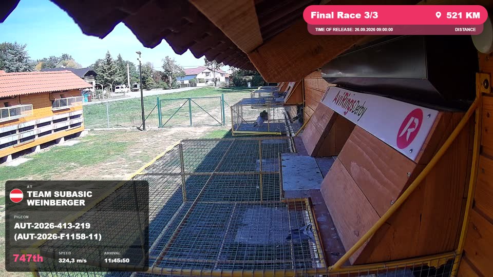 Pigeon Arrival Image For Race Final Race 3/3
