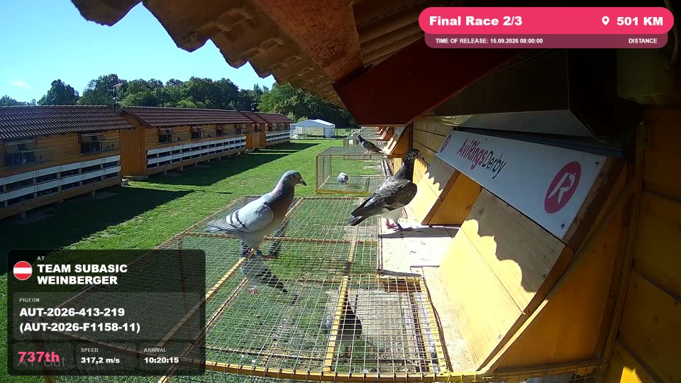 Pigeon Arrival Image For Race Final Race 2/3